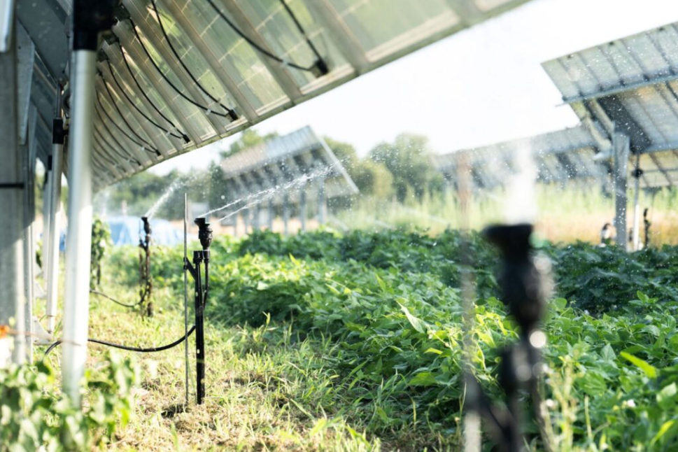 French Government Endorses 450 MW Agricultural Photovoltaic Project